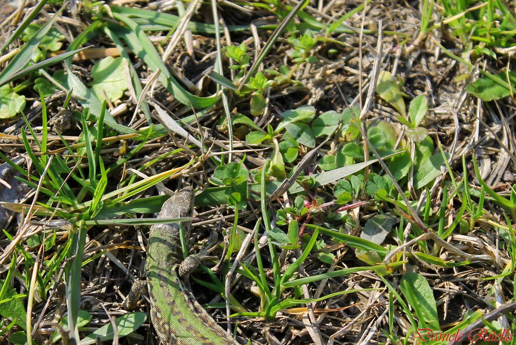 E'' un maschio di Podarcis siculus campestris: giusto???